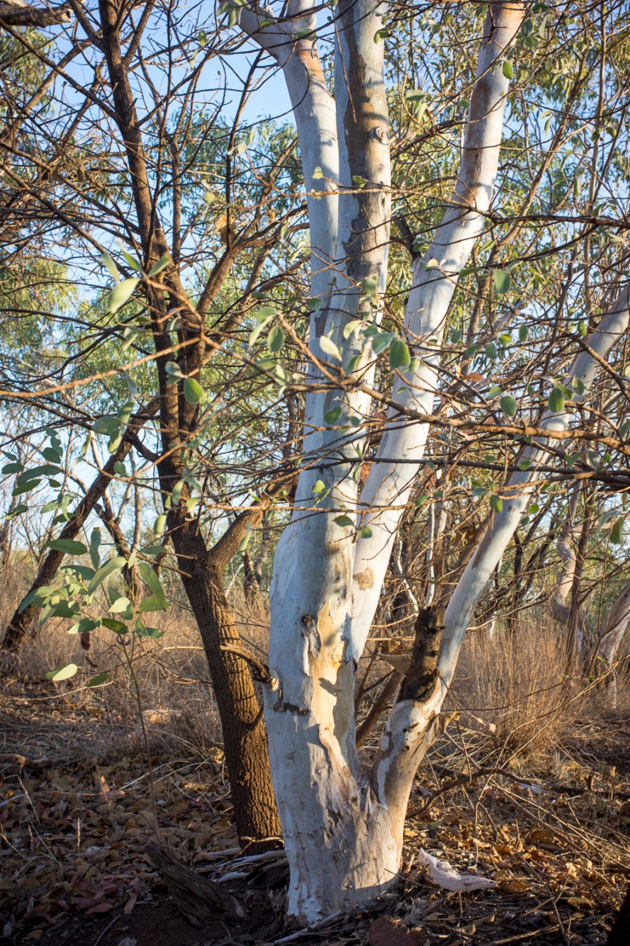 trees, Hooker Creek
