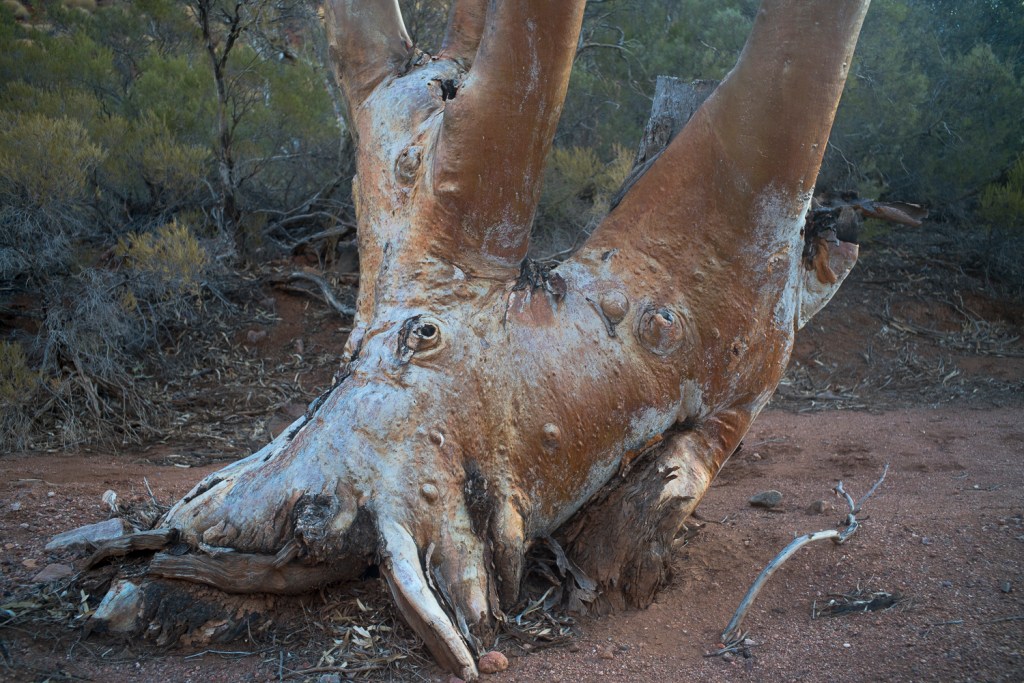 walking in the Blue Mine Creek bed