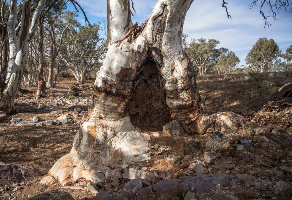 Camel Trek to Lake Frome: Day&nbsp;1