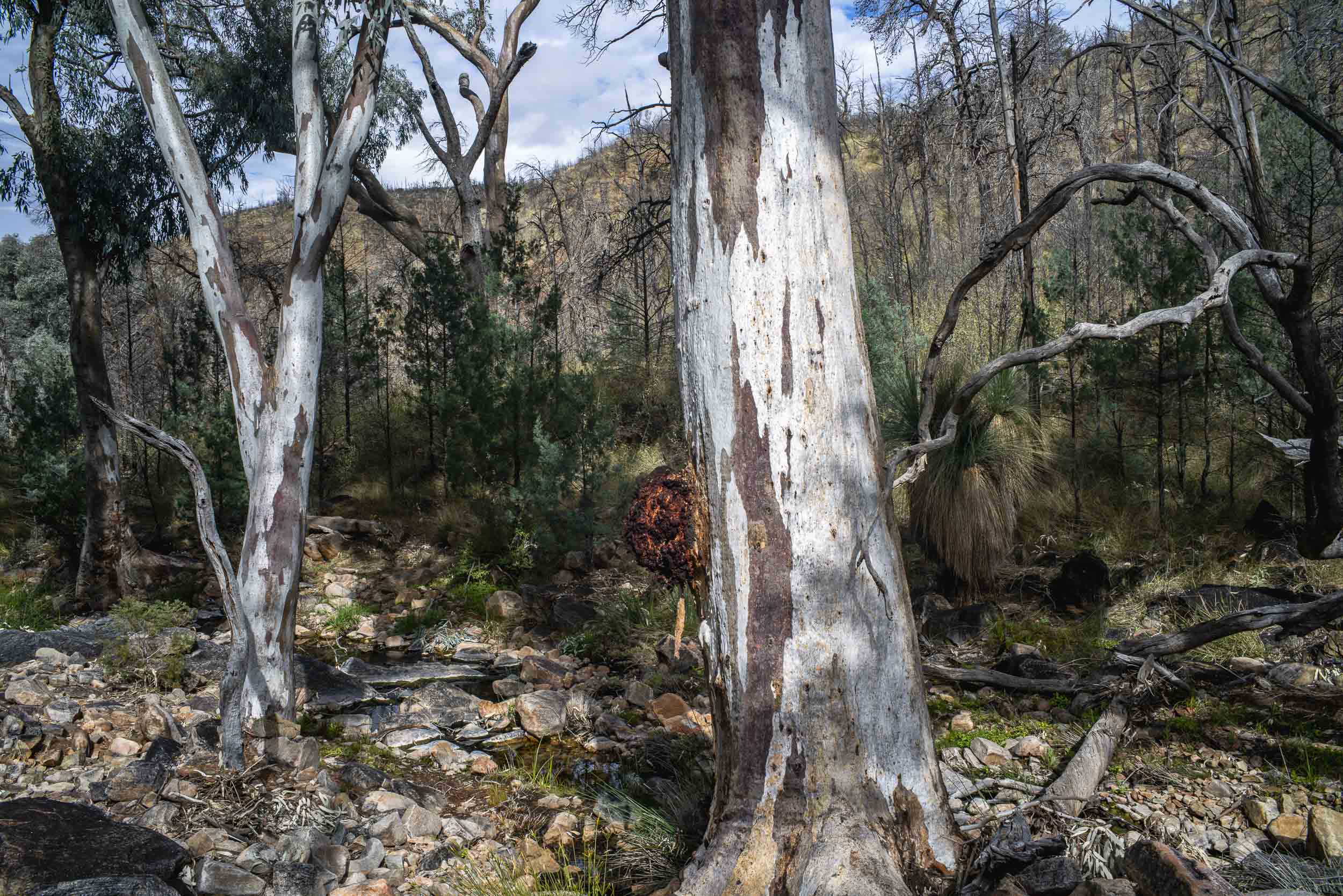 to Bunyip Chasm – The Long Road to the North